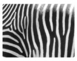 Sticky 'N Grippy Zebra Skin Screen Cleaner